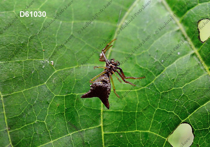 Arrow-shaped Micrathena (Micrathena sagittata)